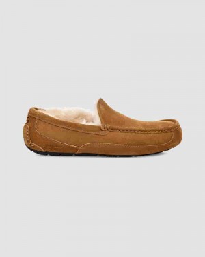 UGG Ascot Muške Papuce Smeđe | HRY8586X